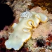 nudibranch_elegant_mid_h_0705_png1384.jpg